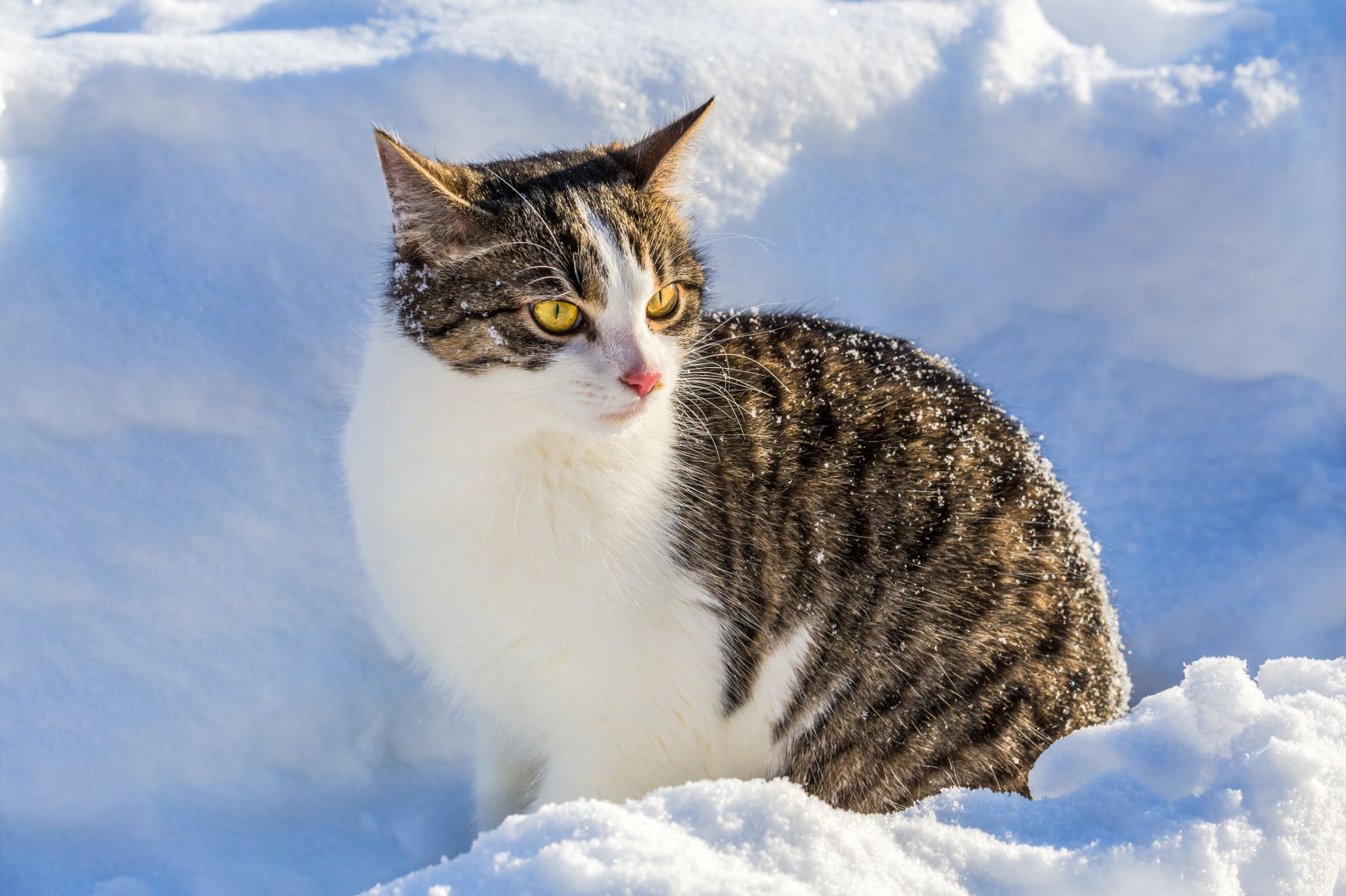 Katze Liegt An Kalten Orten