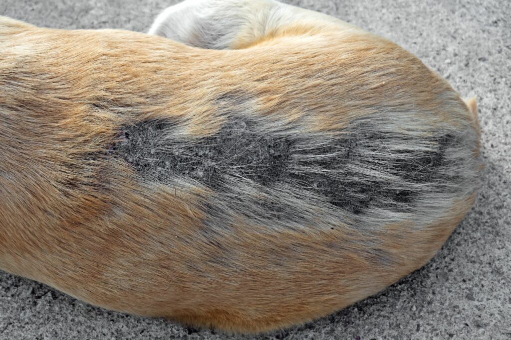 Hund-Haarausfall Hund mit Haarausfall.
