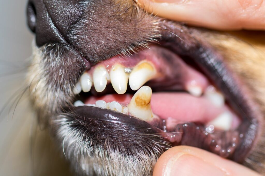 Welche Punkte es vor dem Kauf die Hunde zahnpflege zu analysieren gibt!