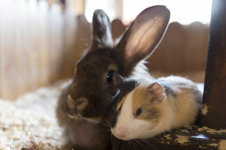 Meerschweinchen und Kaninchen im Stall.