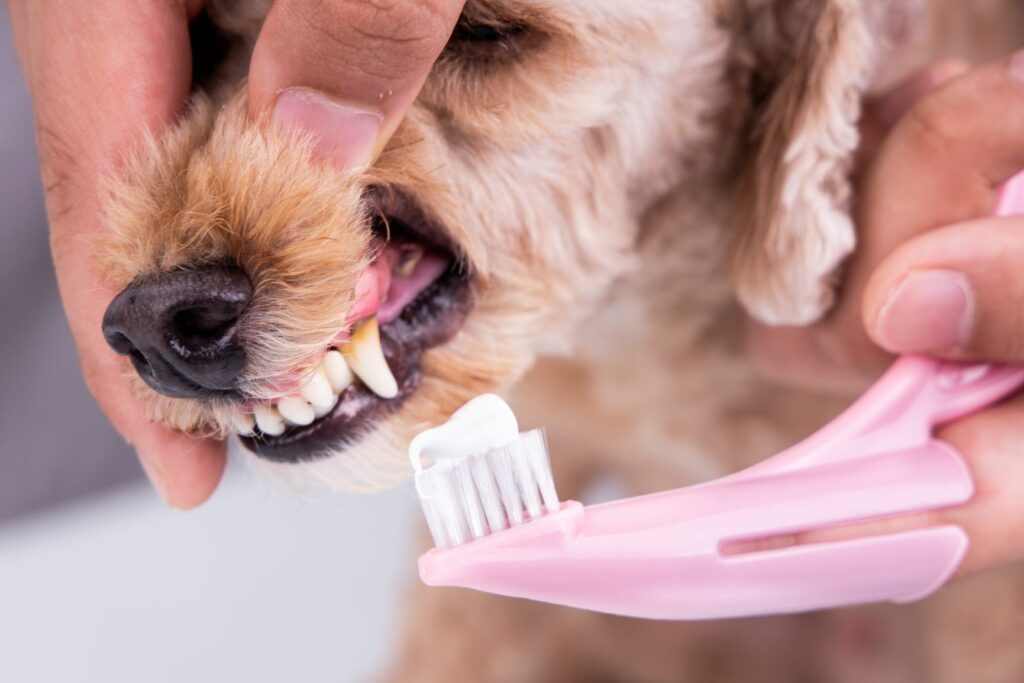Hund-Zähneputzen Zähneputzen beim Hund