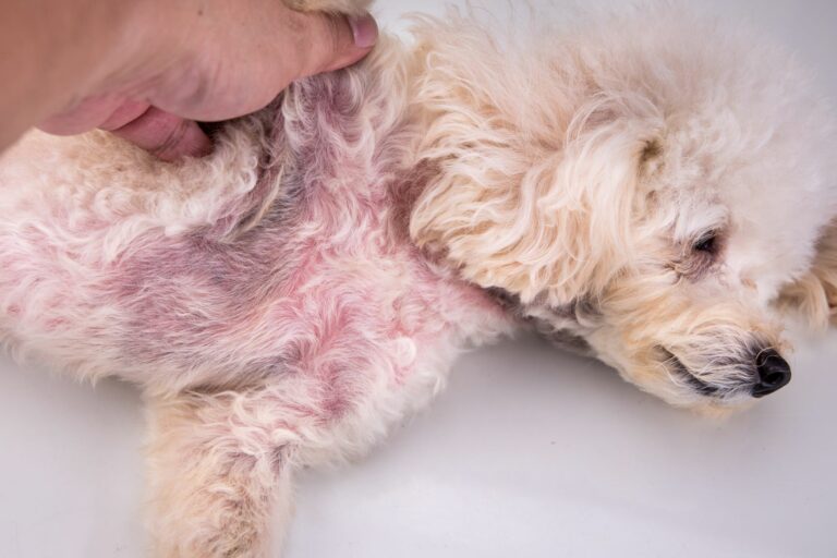 Hautkrankheiten beim Hund können sich mit Rötungen äußern.