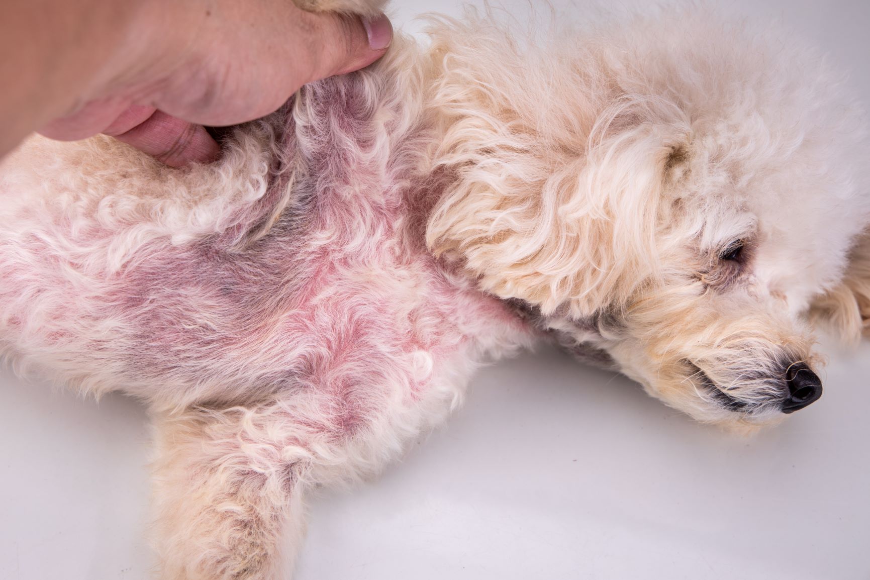 Hautkrankheiten Hund: Symptome und Ursachen | zooplus