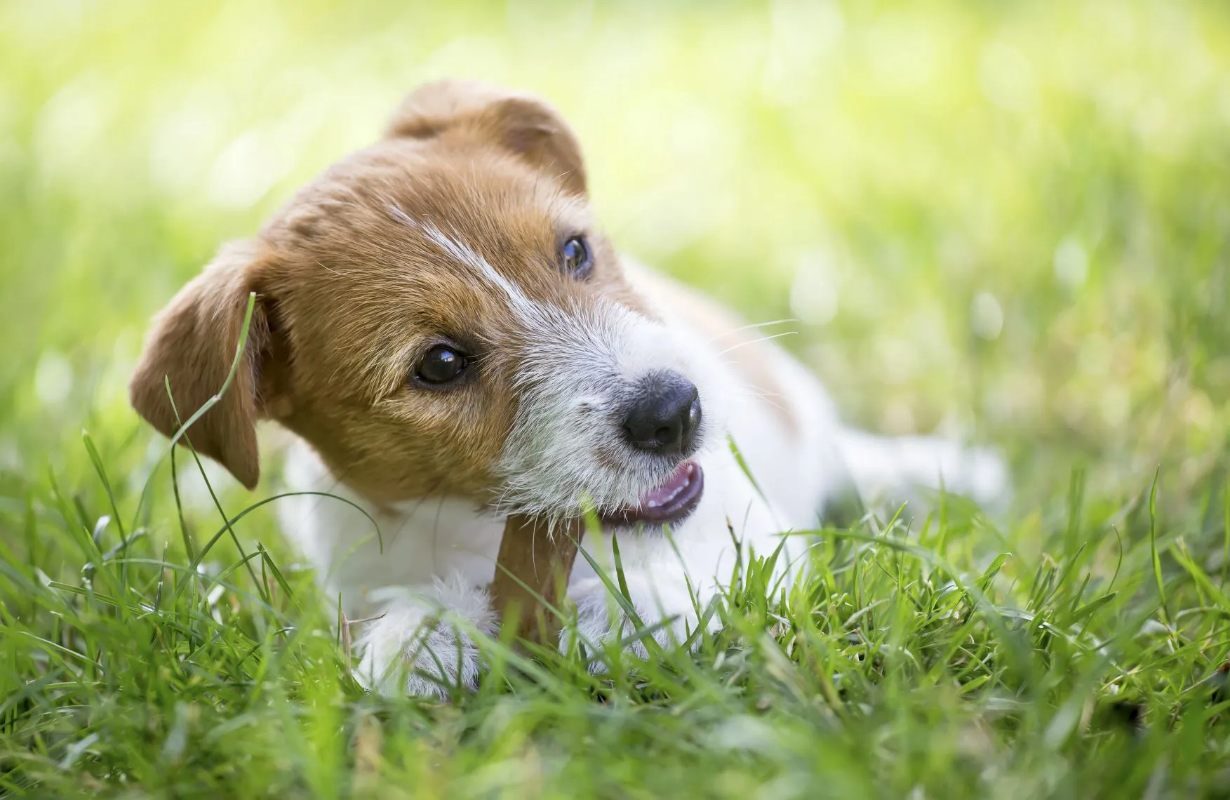 3er Set Haustier-Zahnbürsten Mit Langem Griff & Doppeltem Bürstenkopf – Für Hunde & Katzen, 360° Drehbar, Zur Mundhygiene