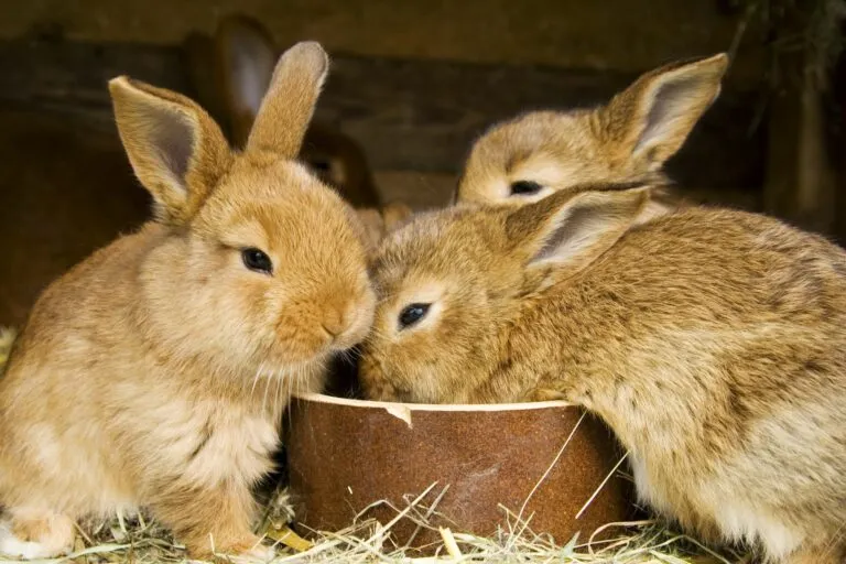 Das Geschlecht von jungen Kaninchen ist schwer zu bestimmten.