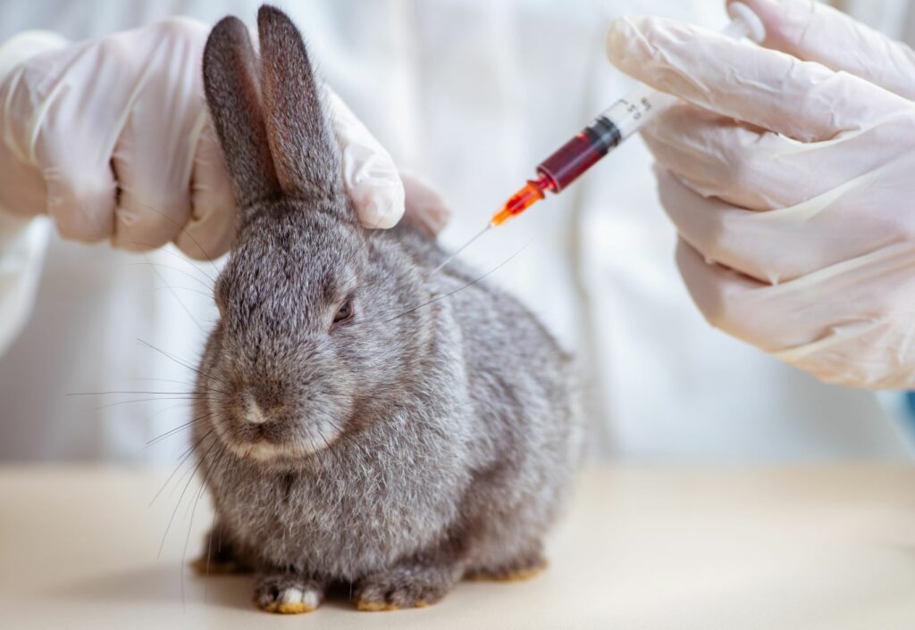 Diagnose der Chinaseuche beim Kaninchen.