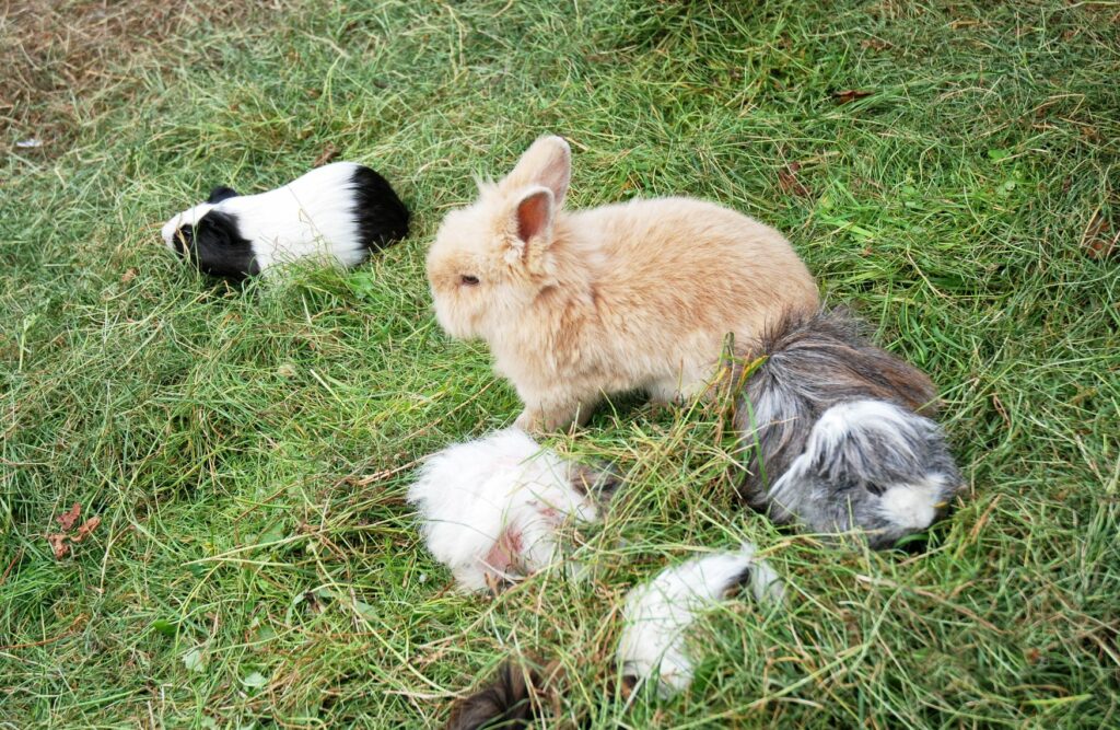 Rudel-Kaninchen-und-Meerschweinchen Eine Gruppe von Kaninchen und Meerschweinchen.