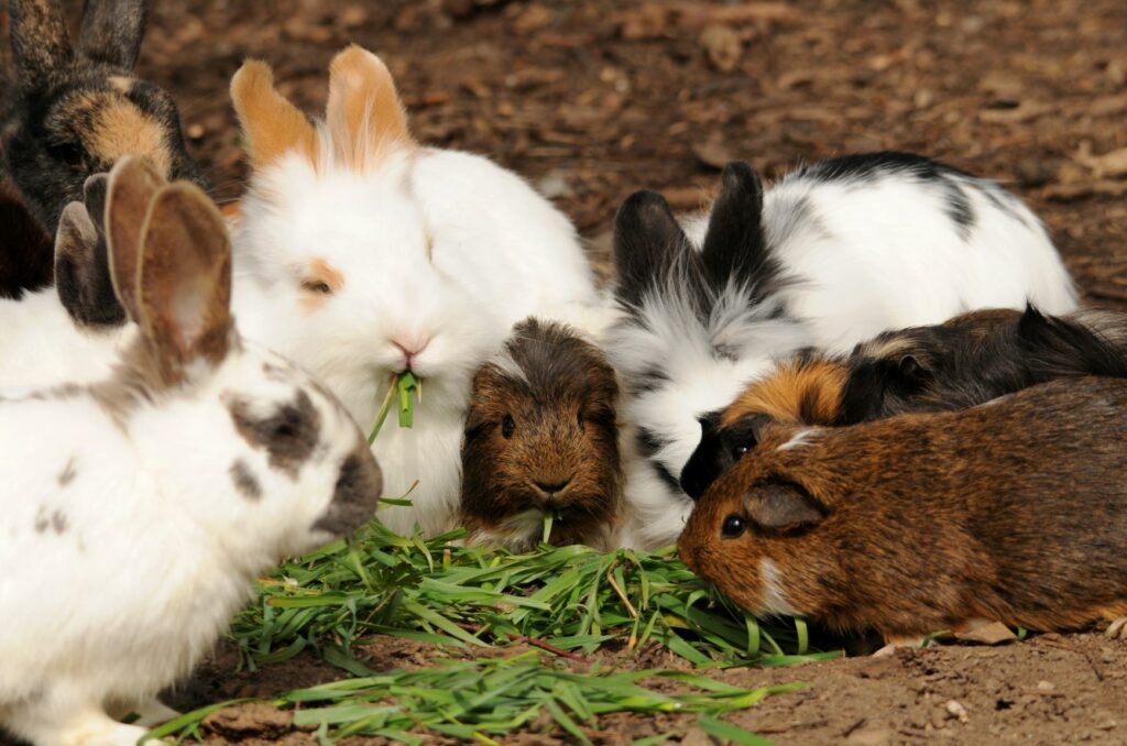 Fressen-Kaninchen-Meerschweinchen Kaninchen und Meerschweinchen fressen gemeinsam.