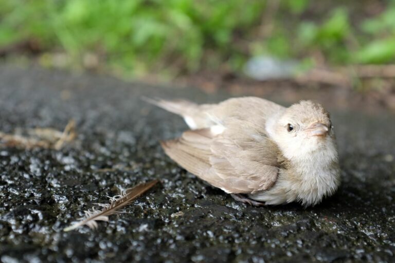 Verletzter Vogel liegt auf dem Weg.