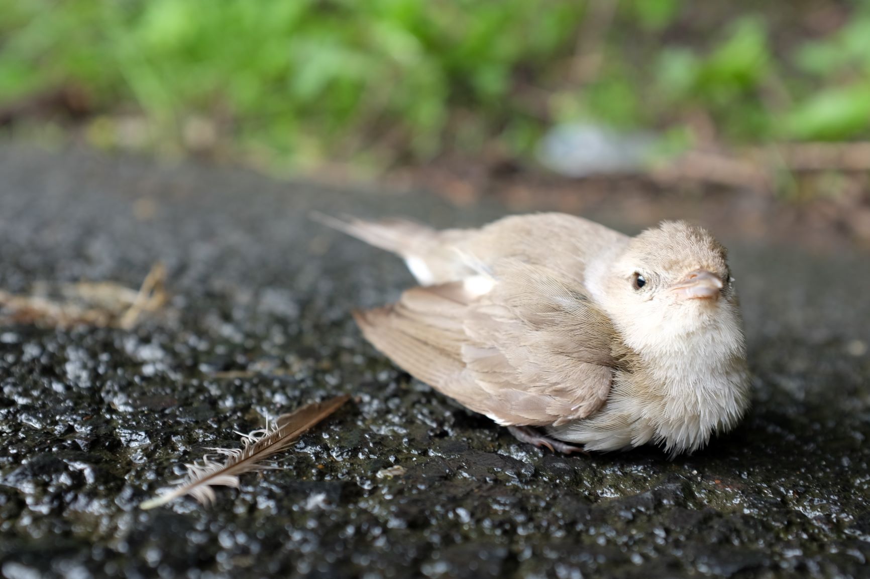 Verletzter Vogel Gefunden Was Tun Zooplus Magazin