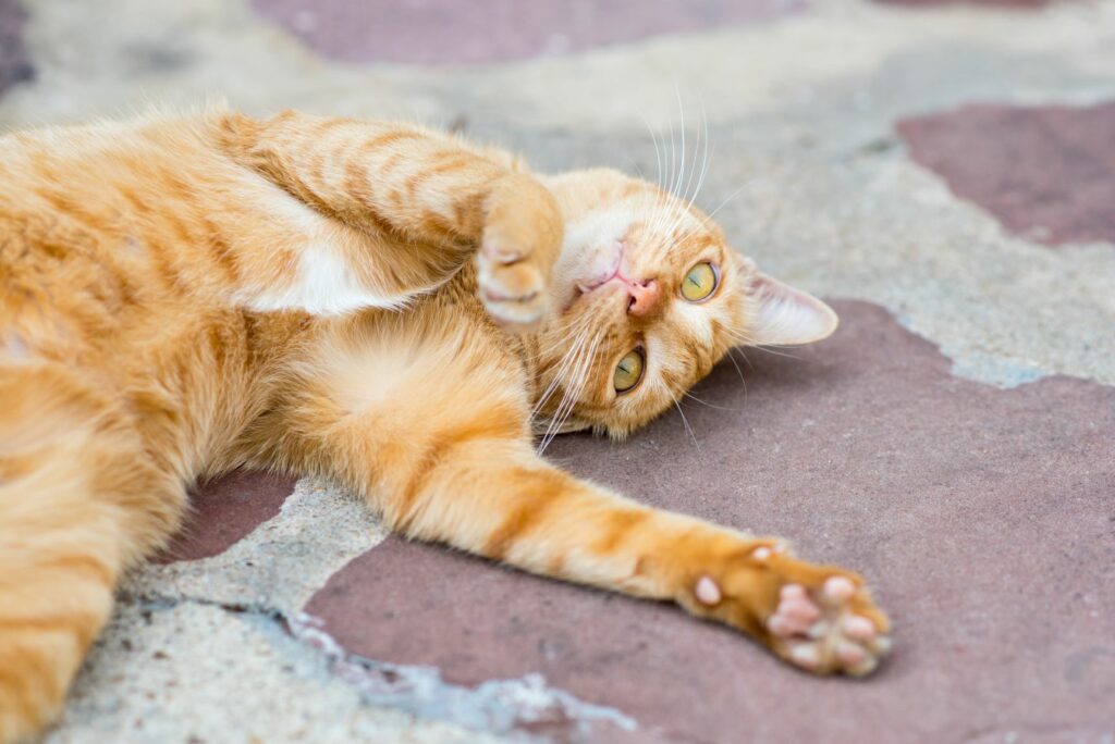 Katzen in der Pubertät Das sollten Sie beachten zooplus Magazin