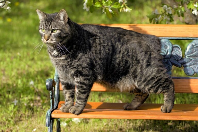 Eine Manx-Katze steht auf einer Parkbank