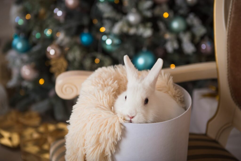 Bettchen Kaninchen Weihnachten Kaninchen liegt in einer Kiste