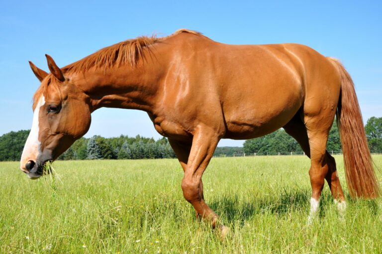 Ein Hannoveraner Warmblut auf der Weide