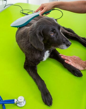 Hund bekommt Lasertherapie Hund wird mit Laserstrahlen behandelt