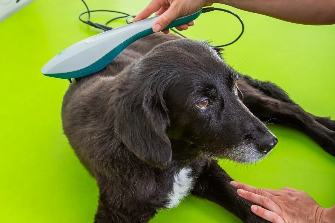 Hund wird mit Laserstrahlen behandelt