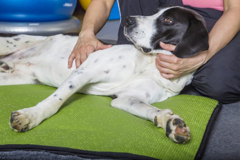 Massage als Physiotherapie für Hunde