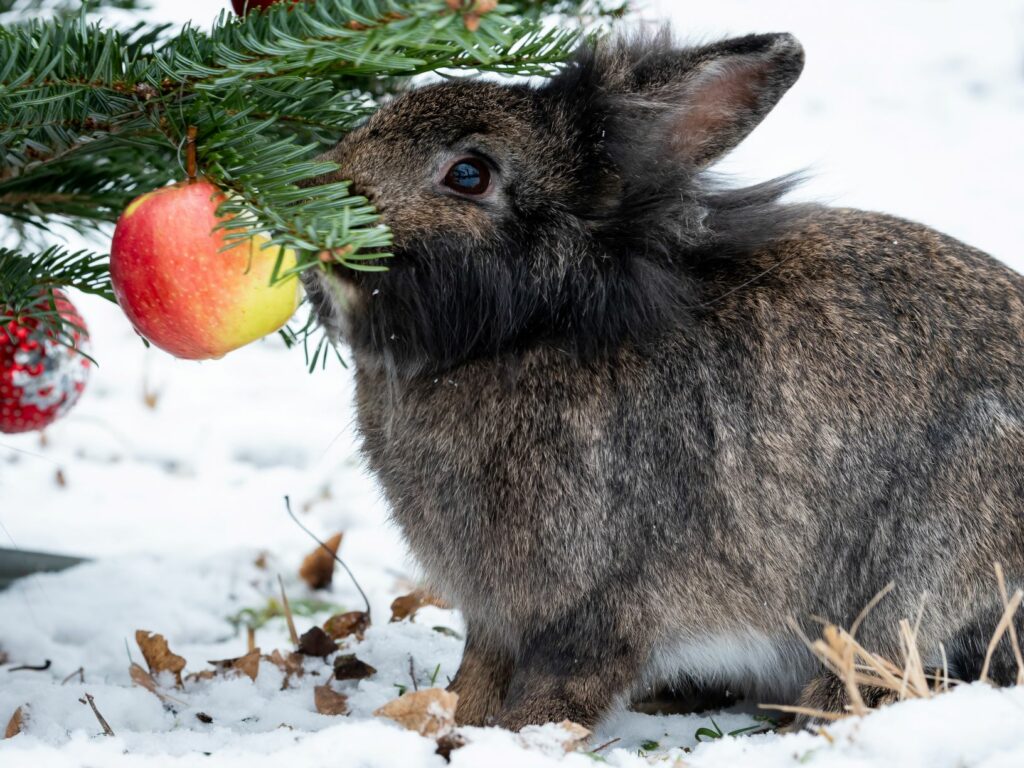 Kaninchen knabbert an Weihnachtsbaum