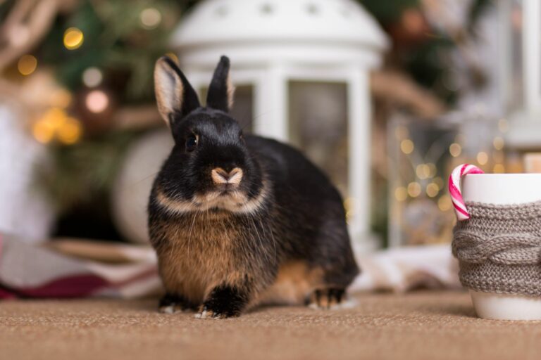 Weihnachten für Kaninchen