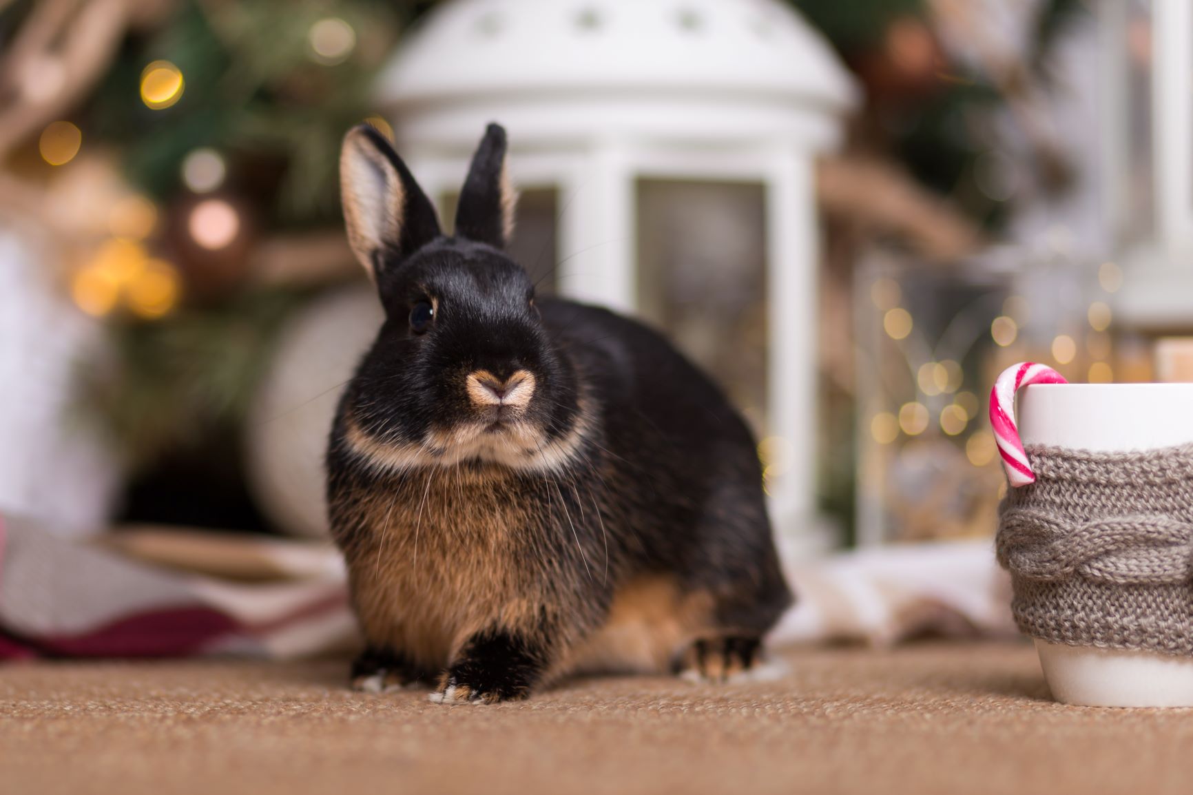 Entspannt mit Kaninchen Weihnachten feiern Tipps & Gefahren