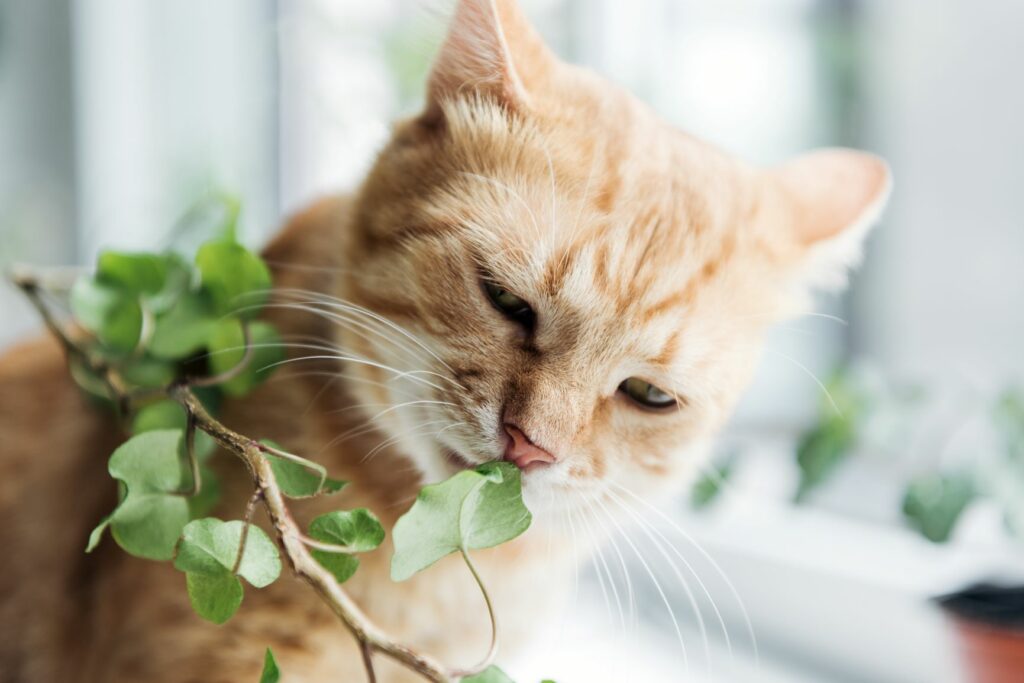 Katze schnüffelt an einer Wohnungspflanze