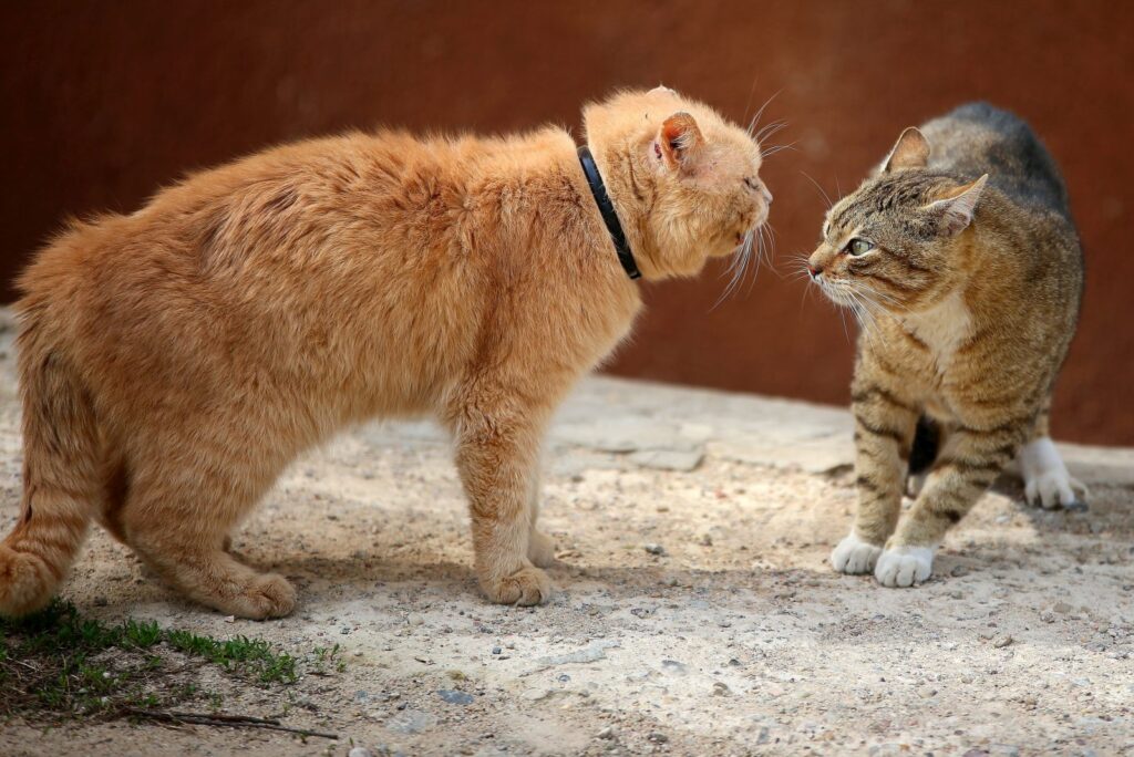 katzen kaempfen und fauchen