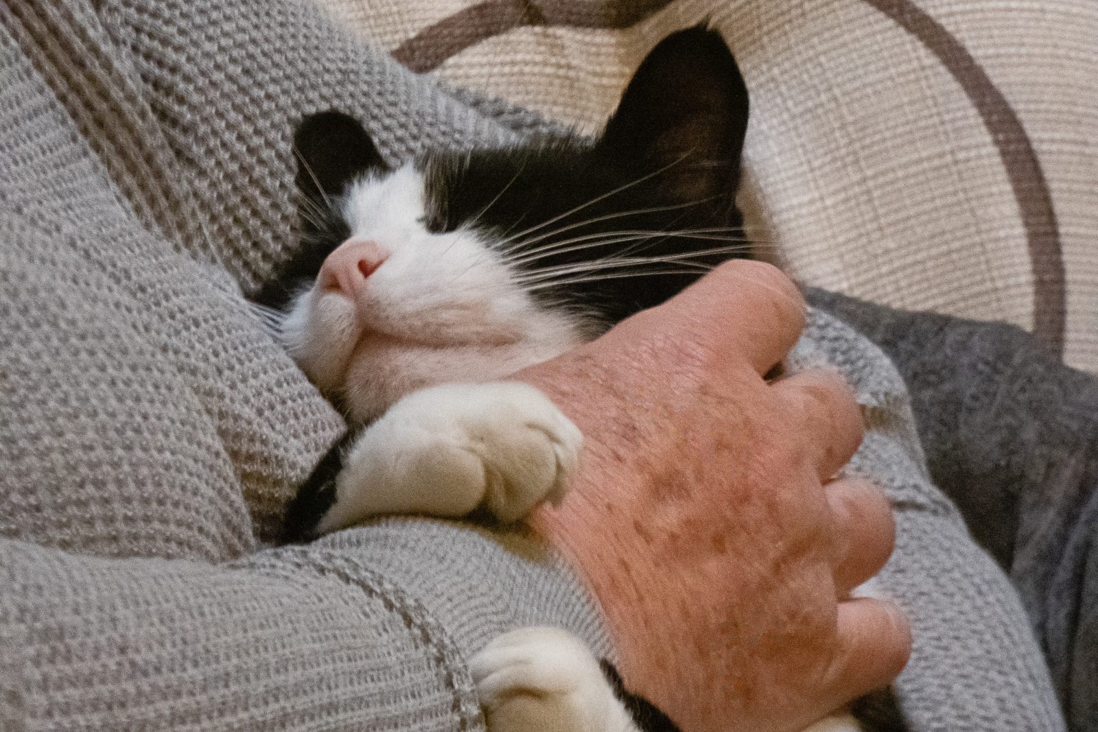 Therapiekatzen So helfen Katzen kranken Menschen zooplus