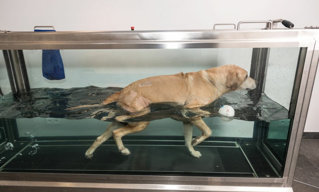 unterwasserlaufband hund Ein Hund auf einem Unterwasserlaufband