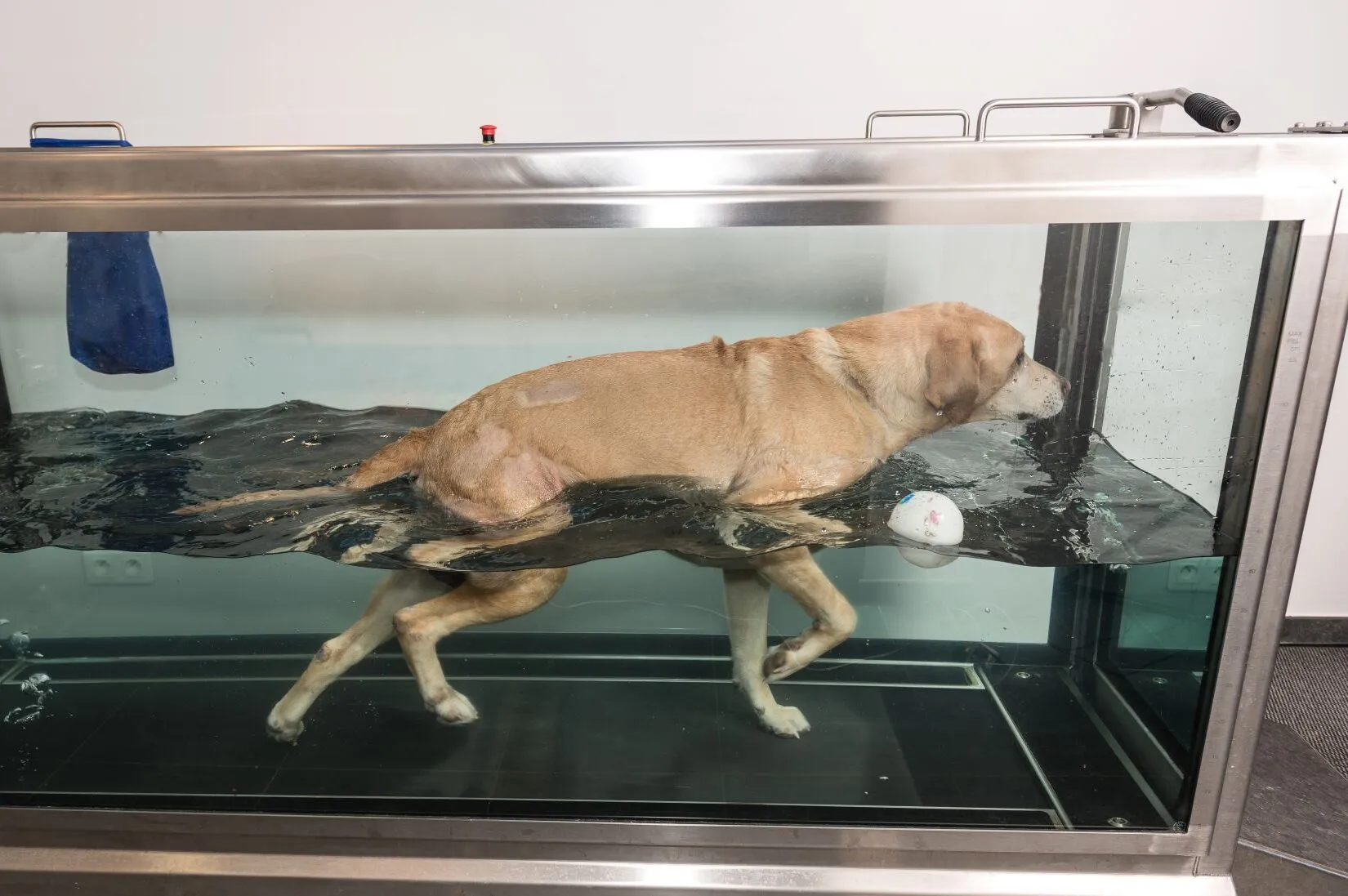 Ein Hund auf einem Unterwasserlaufband