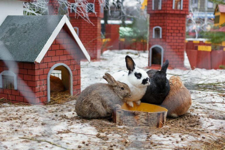 Durchfall kann für Kaninchen gefährlich werden.