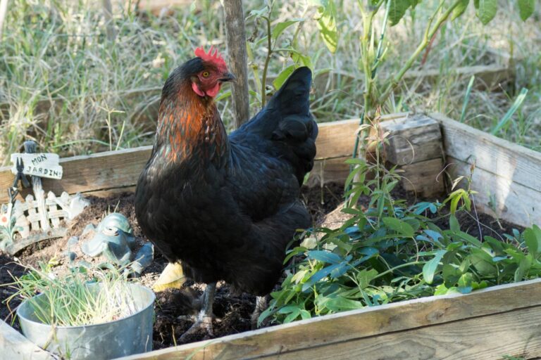 Marans Huhn im Beet.