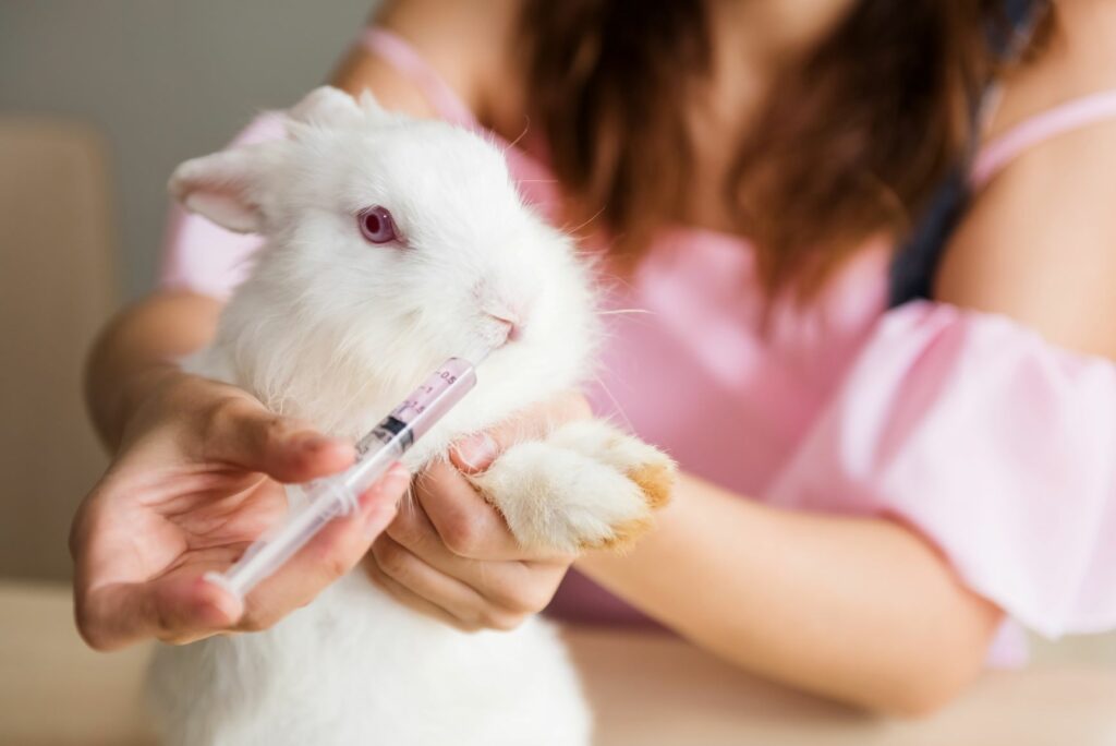 Kaninchen-Wassser-Pipette Kaninchen bekommWasser mit einer Pipette.