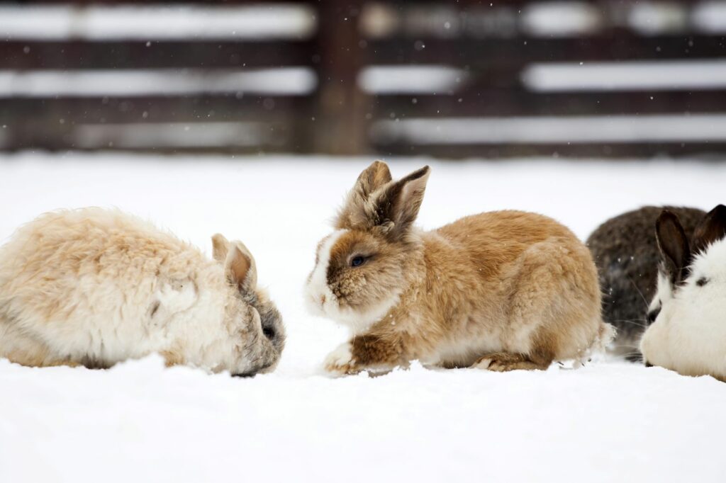 Kaninchen im Schnee.