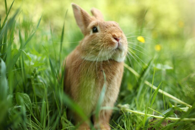 Außenhaltung: Kaninchen sitzt draußen im Gras.