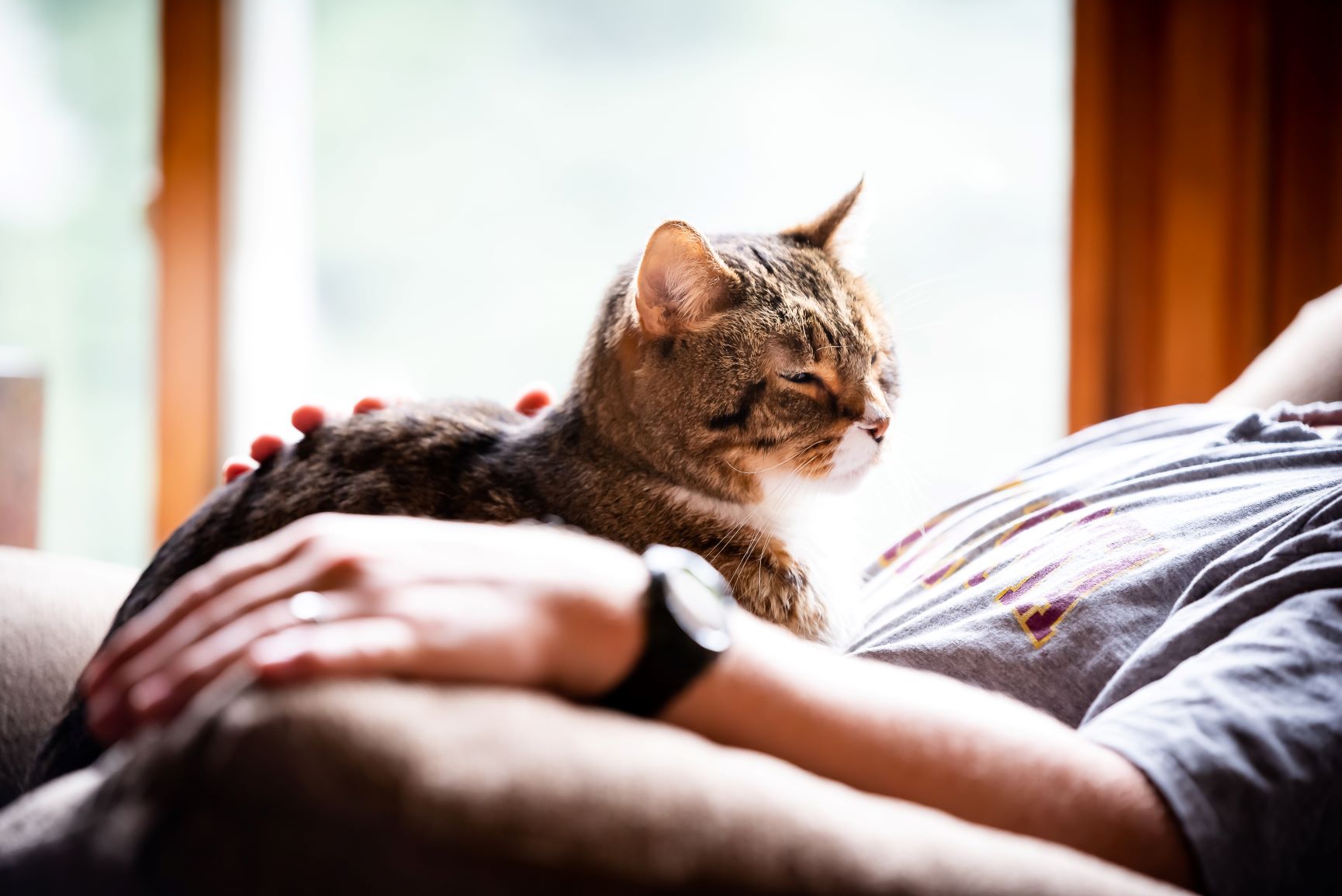 Katze Schläft Unter Bettdecke