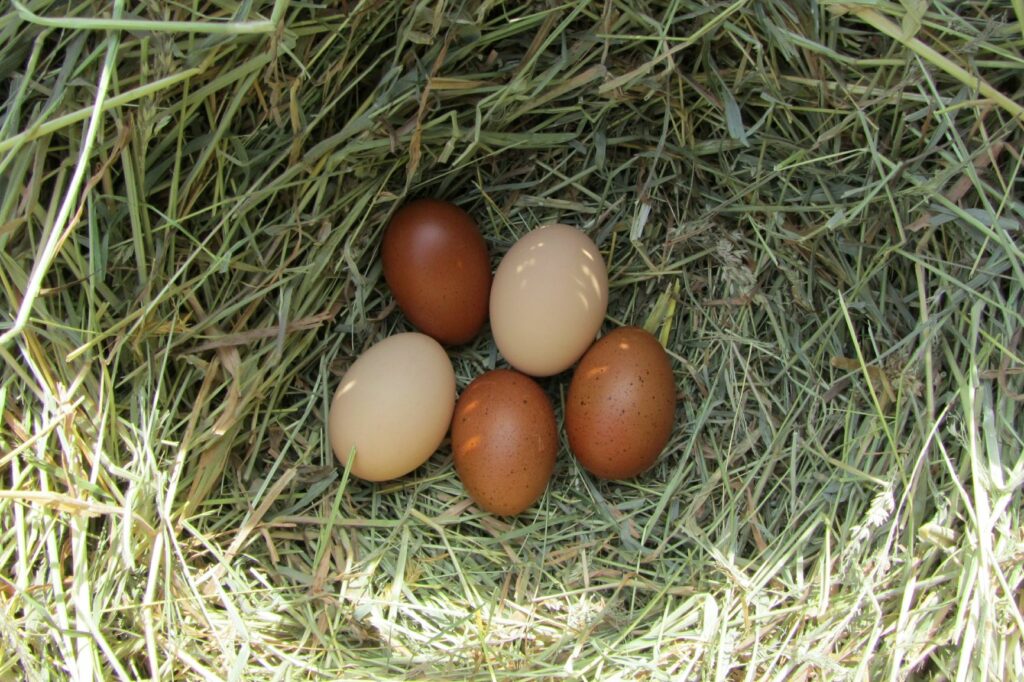 Eier von Marans Hühnern Eier von Marans