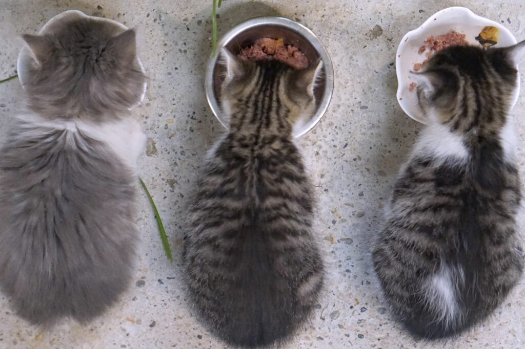 Kitten fressen Futter.