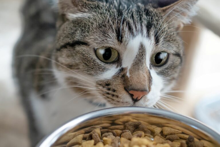 Ein riesiges Katzenauge starrt mich direkt an mit einem