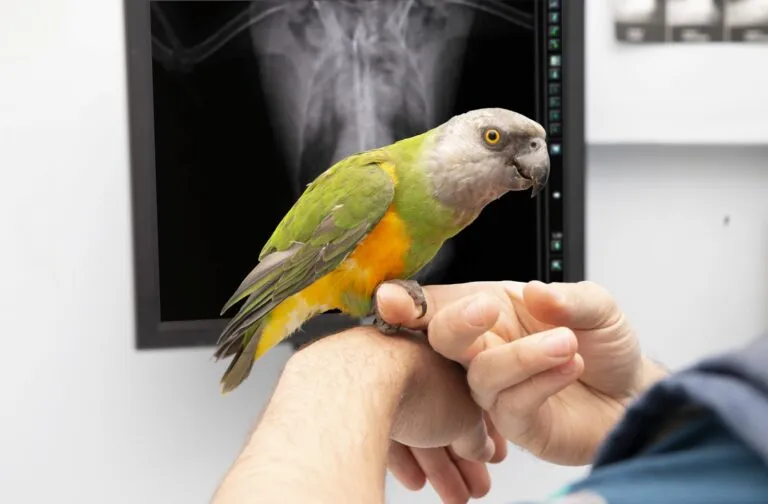 Ein Papagei mit Aspergillose wird von einem Tierarzt in der Praxis untersucht papagei mit aspergillose wird von tierarzt untersucht