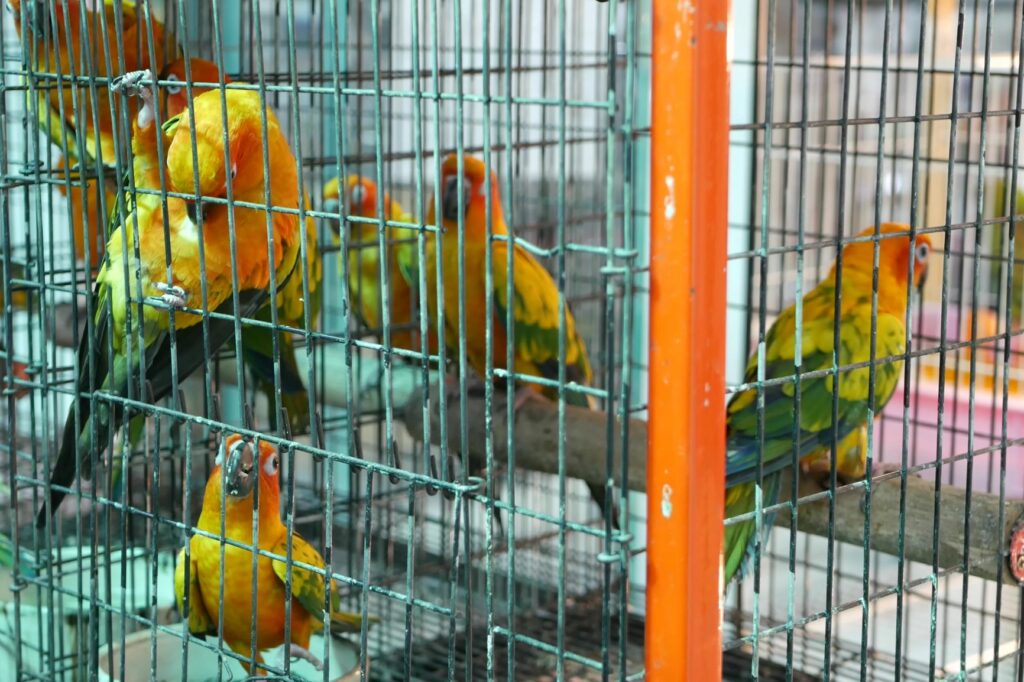 papageien sitzen in kleinem käfig