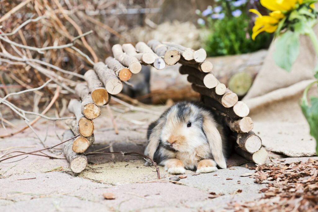 Kaninchen liegt unter einem Tunnel.