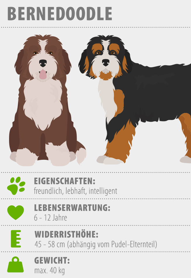 Merkmale Bernedoodle Hund