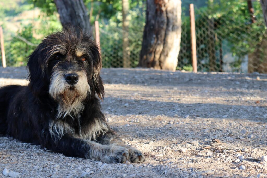 Bernedoodle schwarzes Fell