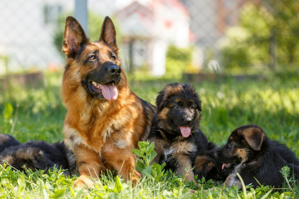 Deutscher Schäferhund mit Welpen