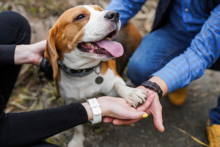 Dogsharing mit Frau und Mann