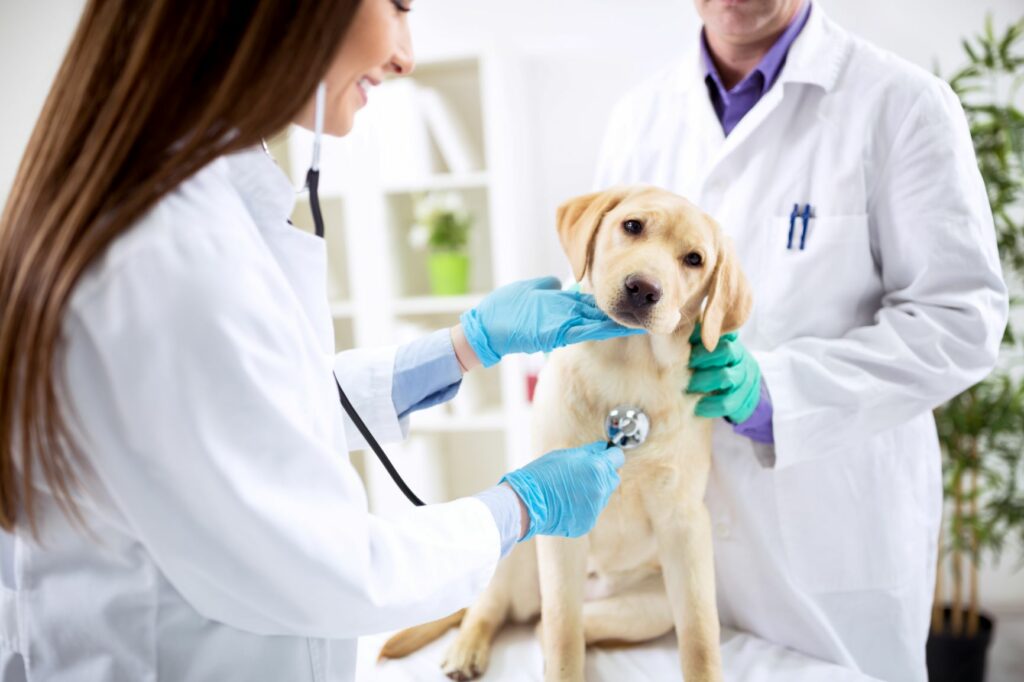 Hund vom Tierarzt untersucht