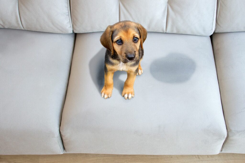 Hundewelpe sitzt neben Urinfleck auf der Couch.