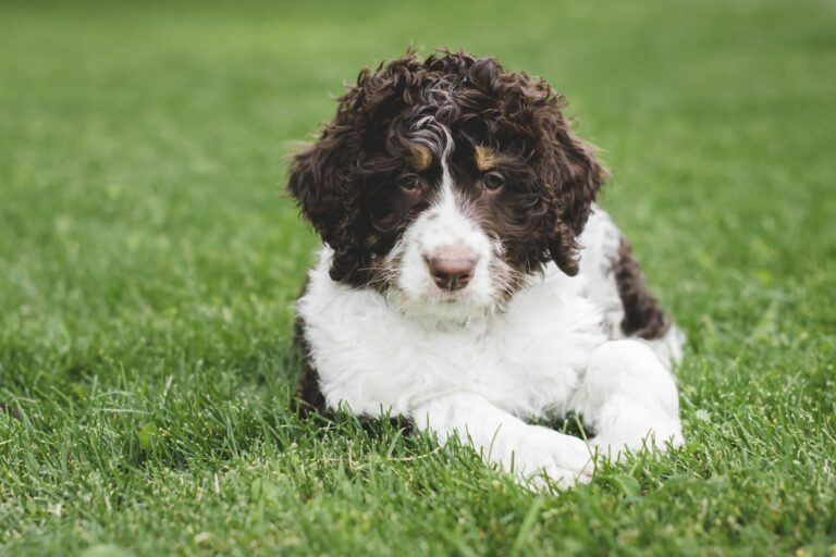 junger Bernedoodle Gras