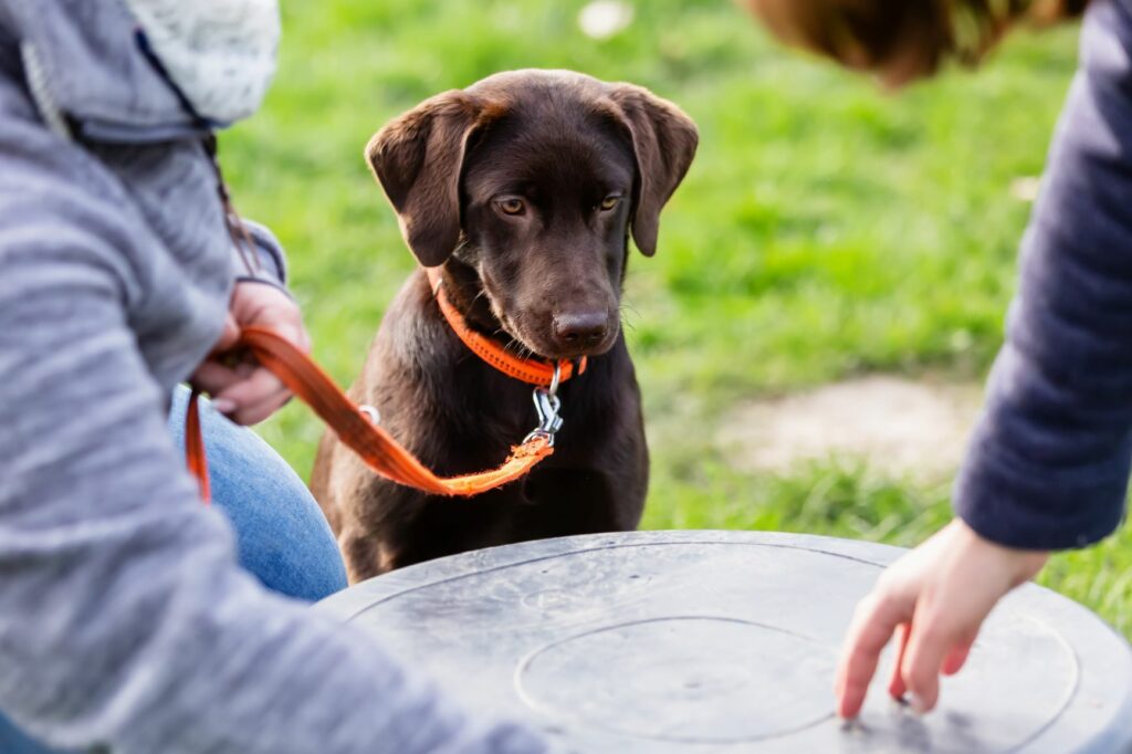Junger Labrador Hundeschule Ein junger Labrador lernt ein Kommando