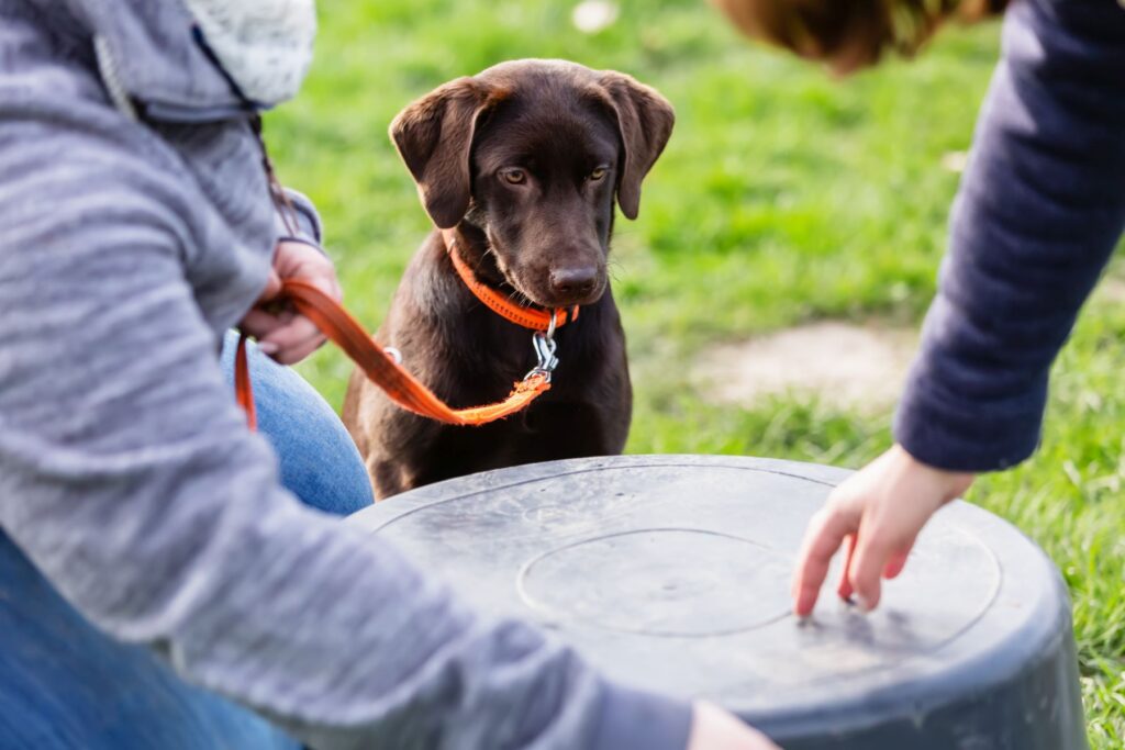 Junger Labrador lernt ein Kommando Welpenerziehung beim Labrador